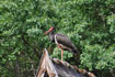 black stork watching us