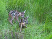 2 fawns born 50 m from the holy mill